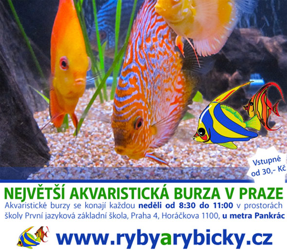 01.12.2013 - Ryby a rybičky - výstavní a prodejní akvaristická burza