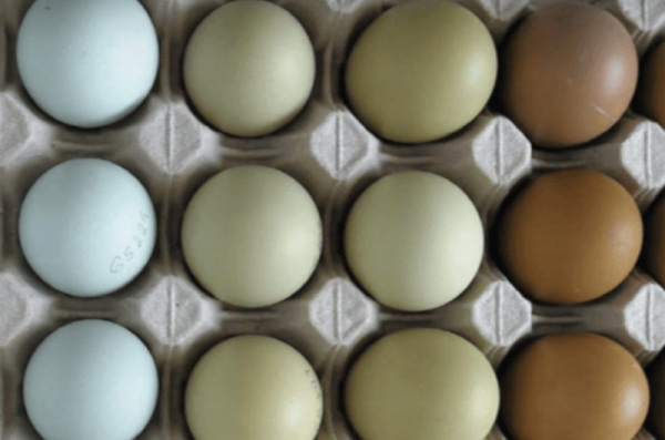 Vědci vytváří barevnou škálu pro hodnocení modrých a dalších atypicky barevných vajec