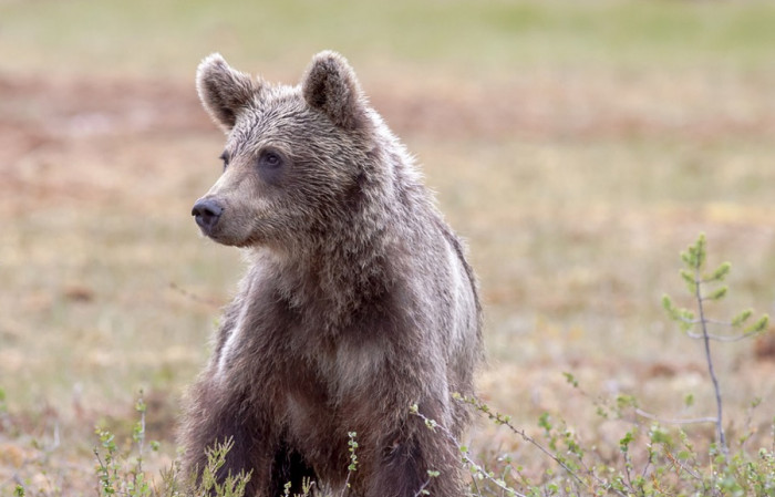 Policie pátrala po medvědovi, který měl být spatřen v okolí Brandýsa nad Labem