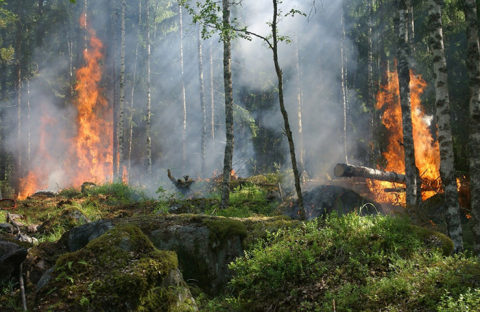 MENDELU: Lesních požárů bude přibývat. Je za tím i klimatická změna