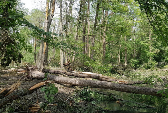 Lesy ČR: Nebezpečné polomy po vichřici uzavřely na měsíc jižní část Soutoku na jižní Moravě