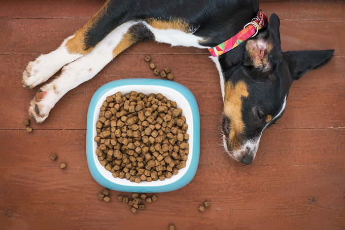Víte, z čeho se skládá kvalitní krmivo pro psy?