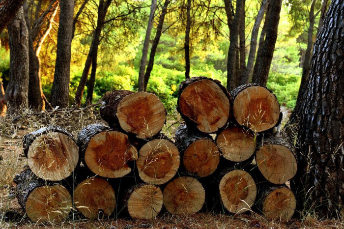 Lesy ČR vyhlásily tendr na provádění lesnických prací od roku 2023