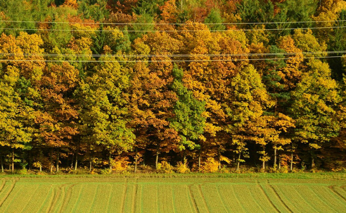 Výsadba listnatých stromů v České republice stále roste