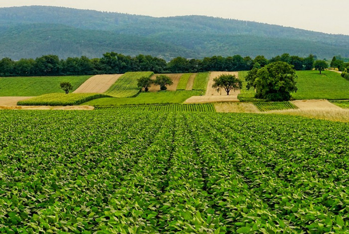 Agrární komora: Společná zemědělská politika EU nezohledňuje válku na Ukrajině