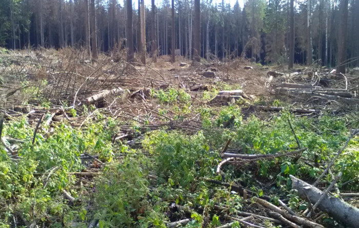 ČIŽP uložila obci Hodonín pokutu ve výši 550 tisíc korun za nedostatečnou péči o kůrovcem napadený les