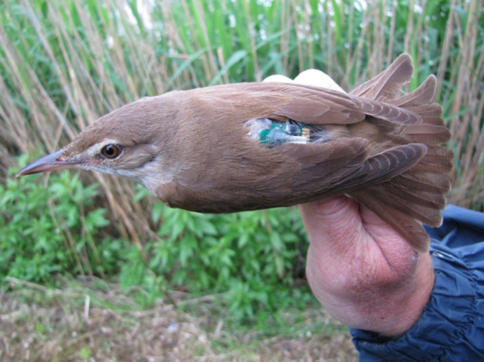 AV ČR: Izotopy síry mohou pomoci vědcům nejen se sledováním ptačích migrací