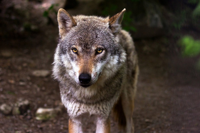MŽP: Miliony pomohou záchranným stanicím a centrům CITES i farmářům na ochranu stád před vlky