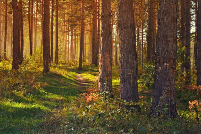 Lesy ČR: Vypěstovat zdravý les si žádá i změnu v myslivosti