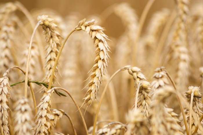 Ukrajinská pšenice předznamenává další krizi na trhu s potravinami. Potvrzuje to i průzkum Zemědělského svazu ČR