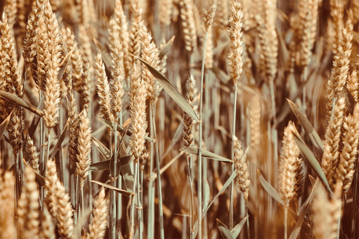 ASZ: Prioritou je vyřešit transport ukrajinského obilí, ne zakazovat jeho export
