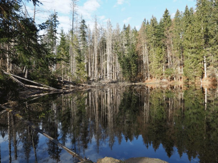 Lesy ČR: K Boubínskému jezírku se v létě bezpečně dostanete po náhradní trase