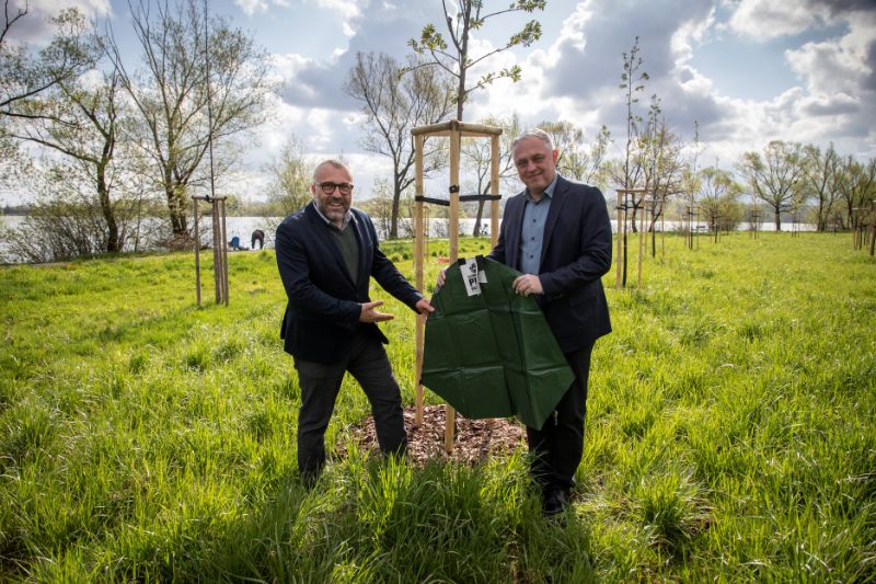 Pivovar Radegast zavlažuje stromy ve Frýdku-Místku, městu daroval 150 zavlažovacích vaků