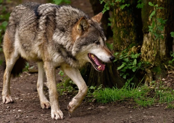 Ministerstvo životního prostředí a MZe má společný plán na případné zásahy proti problematickým jedincům vlka