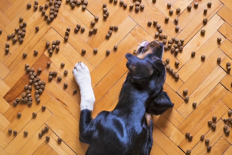 Jak zjistíte, kolik krmiva máte svému psovi dávat?