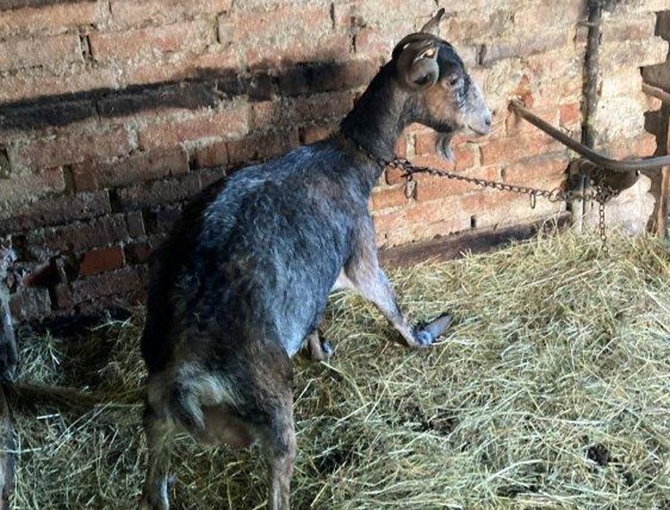 Veterinární inspektoři našli u chovatelky v Hynčině na Šumpersku čtyři desítky koz ve zuboženém stavu