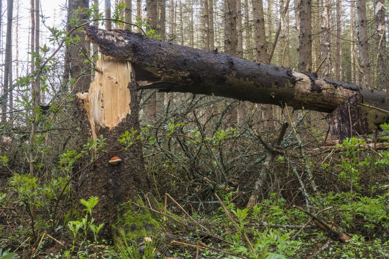Horská služba Beskydy vyzývá k respektování zákazu vstupu do lesa