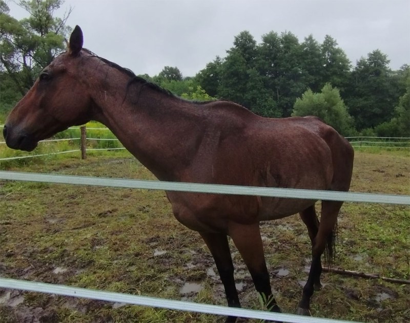 Na Frýdlantsku veterináři odebrali chovatelce kvůli týraní tři koně
