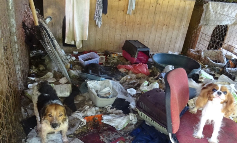 Veterináři ze Zlínského kraje odebrali ženě dvě desítky psů chovaných v nevhodných podmínkách