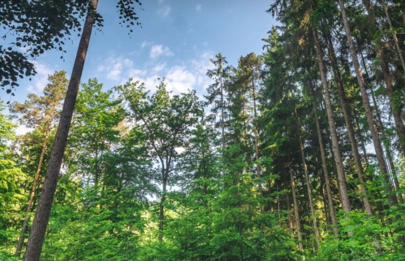 Lesníci budou řešit adaptaci lesů v době globálních změn