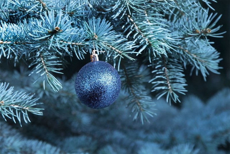 Každý druhý vánoční stromek a každá třetí vánoční hvězda ze zahraničí během převozu trpí