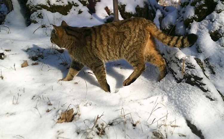 AOPK: Kočka divoká na fotopasti na Křivoklátsku. Už podruhé