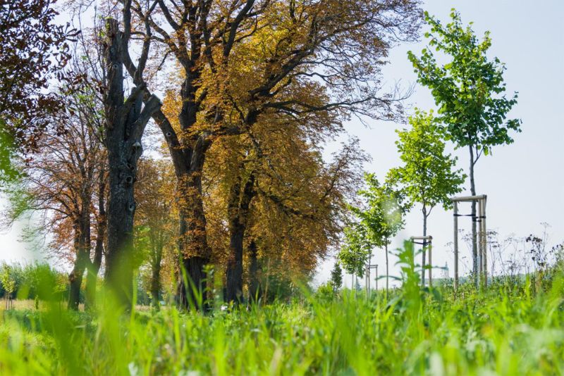 Pálavská cesta: Nový krok k ekologickému zlepšení jižní Moravy
