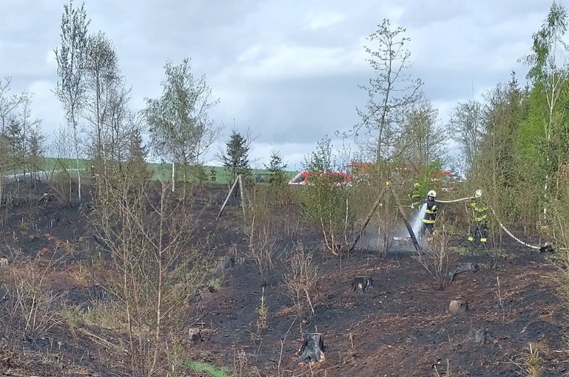 Deset hasičských jednotek likvidovalo požár lesního porostu v Měcholupech na Žatecku
