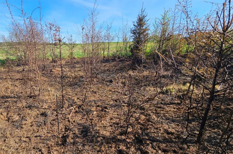 Prevence požárů: Lesy ČR zakázaly lesním dělníkům od dubna do konce října pálení klestu