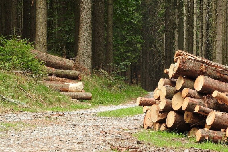Surovinová politika pro dřevo podpoří tuzemské zpracování dřeva, více se bude využívat i ve stavebnictví