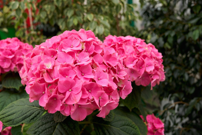 Uchovejte si krásné květy hortenzií i na zimu: Jak sušit hortenzie? 