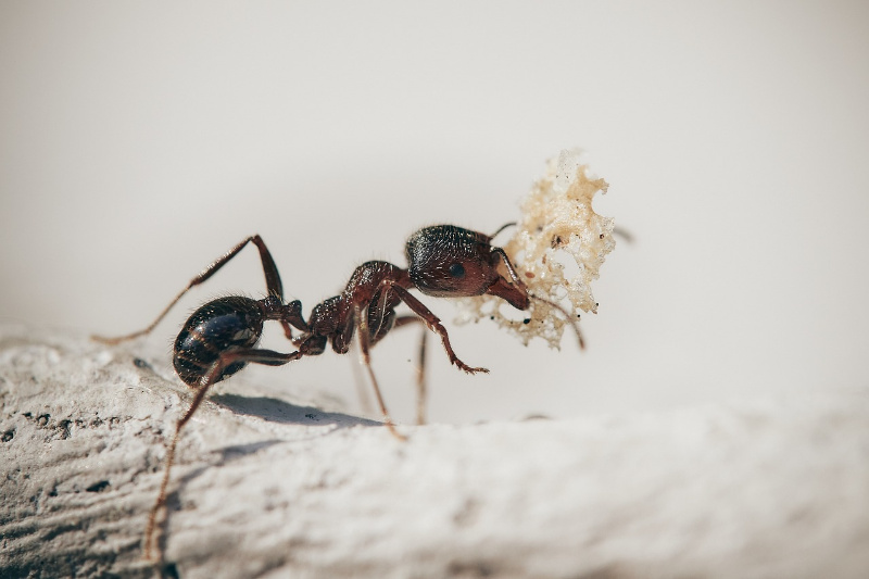 Jak se zbavit mravenců v domě či v bytě aneb rychlé a osvědčené metody