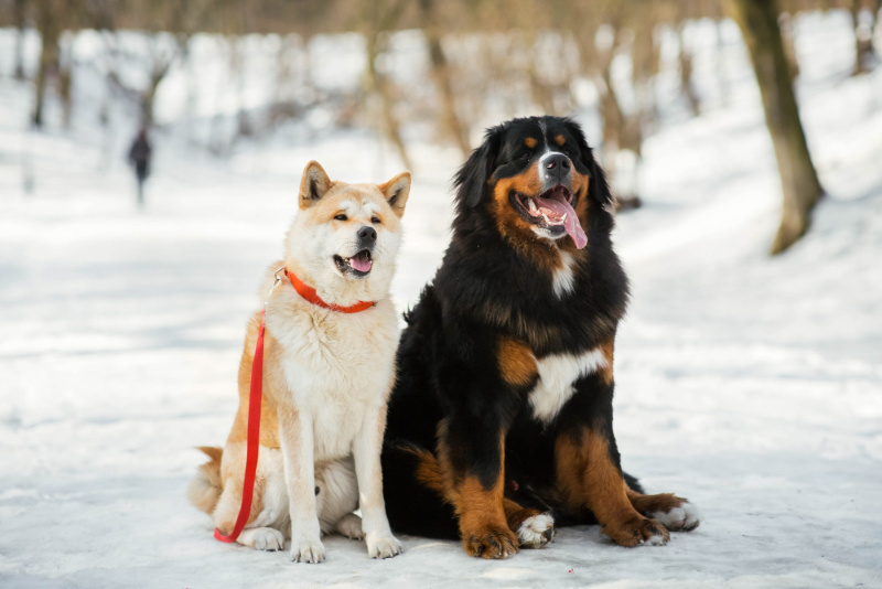 Péče o psa v zimě: Co dát do psí boudy a kdy už je moc zima?