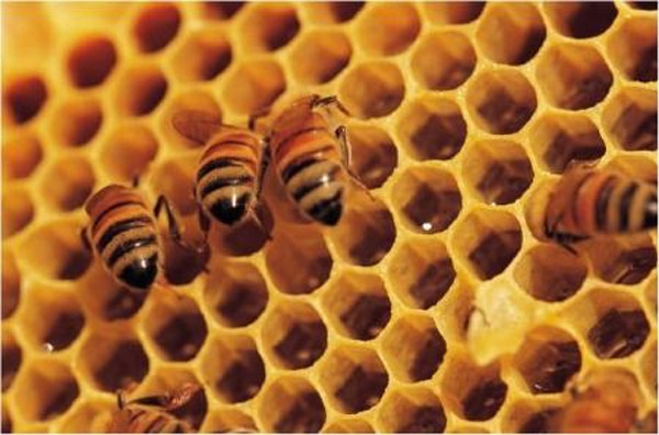 Karlovarský kraj opět podpoří včelaře