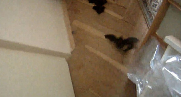 K seniorce do bytu se nastěhovalo přes 160 netopýrů, vyhnali je strážníci s ošetřovatelkou zvířat