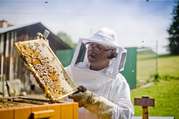 Kraj podpoří včelaře, ekologické aktivity, vodohospodářské projekty i boj proti suchu v lesích