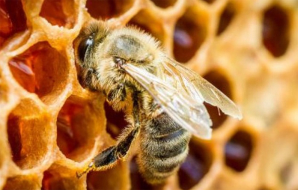 Středočeský kraj podporuje včelaře v boji proti včelímu moru