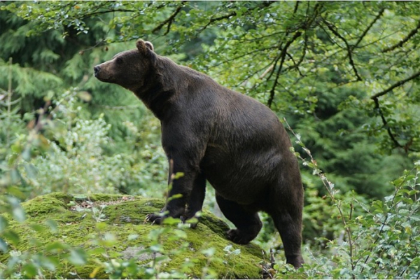 Náhrady za škody způsobené medvědem nakonec přesáhnou 350 tisíc korun
