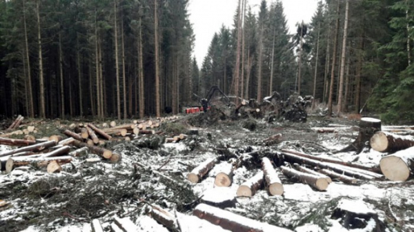 Vichřice Eberhard poškodila ve státních lesích  asi milion stromů