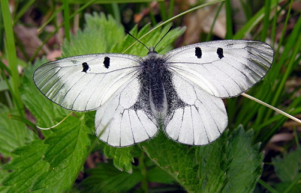 Hospodaření Lesů ČR zlikvidovalo tisíce přísně chráněných motýlů v chráněném území, kritizují vědci