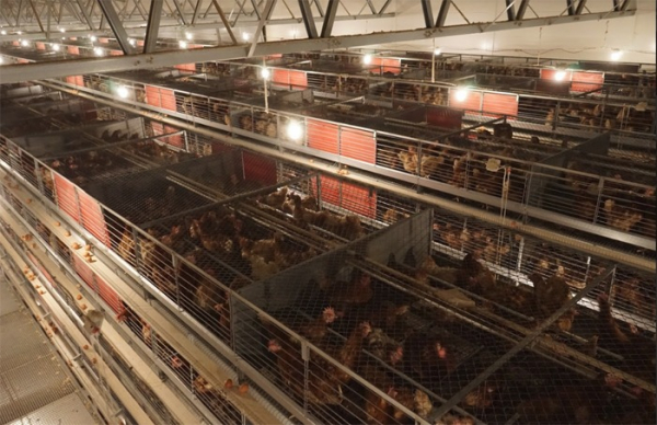 Rok po zveřejnění záběrů z klecových chovů: Supermarkety obměňují nabídku vajec a drůbežáři přestavují chovy