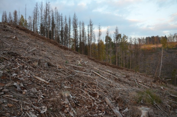 Na krizi lesů v ČR musí zareagovat změna lesního zákona, upozorňují vědci