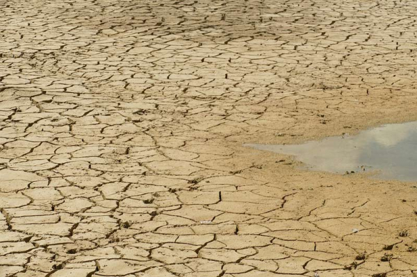 Epizody sucha ohrozí do konce století až 60 procent světových ploch pšenice