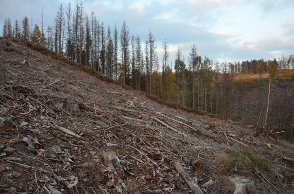 Ministerstvo zemědělství dá 2,5 miliardy korun nestátním vlastníkům lesů na zmírnění dopadů kůrovcové kalamity