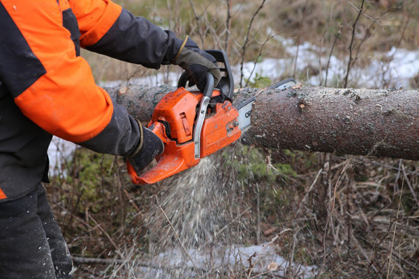 U Hranické propasti na Přerovsku začalo kácení přestárlých stromů