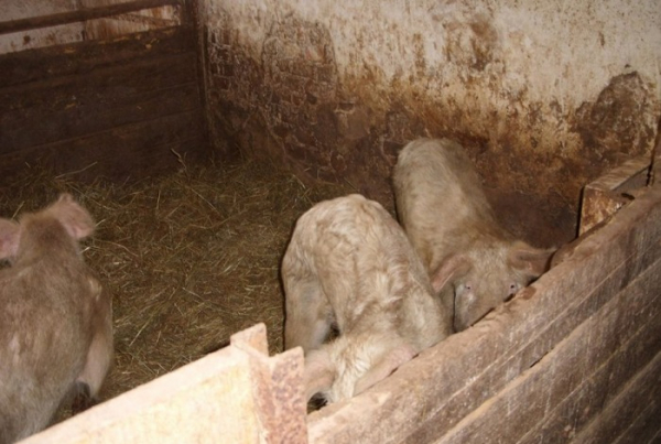 Otřesný případ týrání zvířat. Chovatelce hrozí až pětiletý trest odnětí svobody