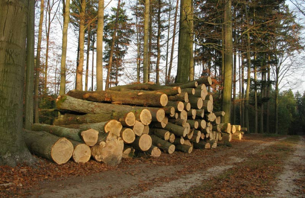 Základní strategie lesnictví bude reagovat na aktuální stav v lesích
