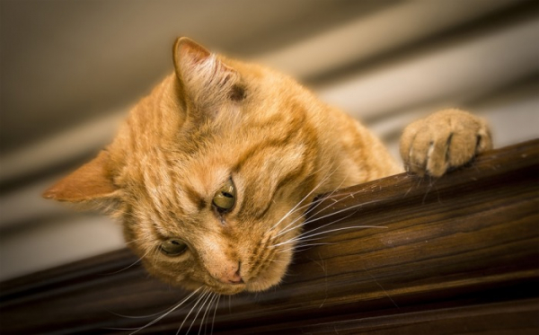 Muž z Jablonecka adoptoval v útulku větší množství koček, doma je utýral k smrti