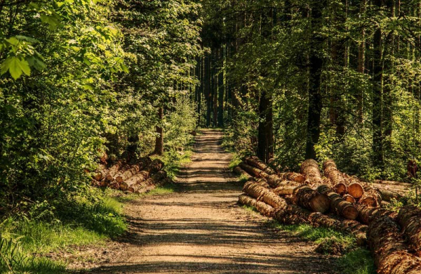 Lesy ČR letos plánují obnovu 11 700 hektarů lesů 70 miliony sazenic