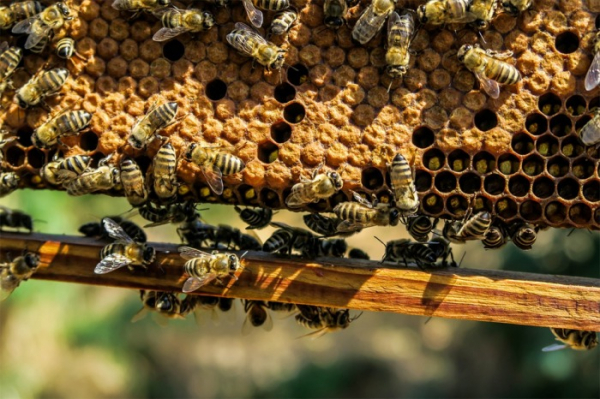 Do půlky dubna musí včelaři se zvýšeným výskytem původce varroázy ošetřit svá včelstva